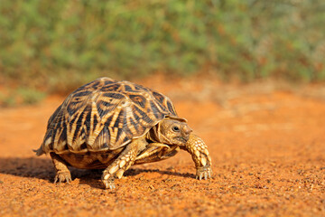 Leopard tortoise (Stigmochelys pardalis) in natural habitat, South Africa