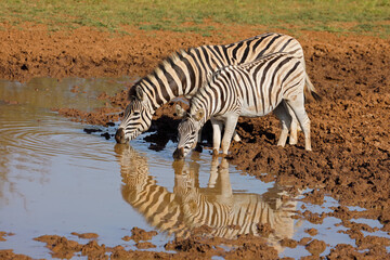 Fototapeta na wymiar Plains zebras (Equus burchelli) drinking at a waterhole, Mokala National Park, South Africa