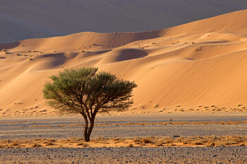 Fototapeta na wymiar Desert landscape with thorn tree, Sossusvlei, Namib desert, Namibia