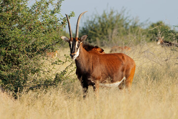 Naklejka na ściany i meble A sable antelope (Hippotragus niger) in natural habitat, South Africa