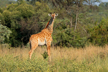 A young giraffe (Giraffa camelopardalis) in natural habitat, South Africa
