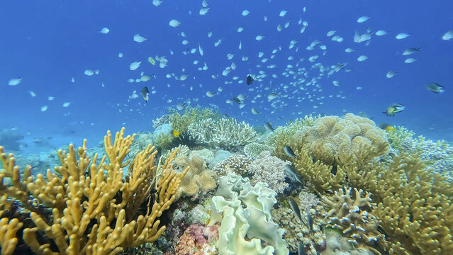 Huge shoals of silver blue damsel tropical fish swimming in blue ocean with stunning coral reef ecosystem in coral triangle, Timor Leste, South East Asia