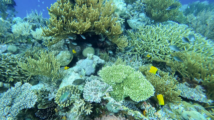 Fototapeta na wymiar Underwater view of shoals of blue and yellow tropical fish with beautiful, healthy coral reef ecosystem in the coral triangle of Timor Leste, South East Asia