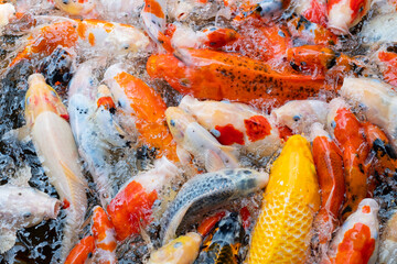 carp fish pond background, colorful background, Fancy carp
