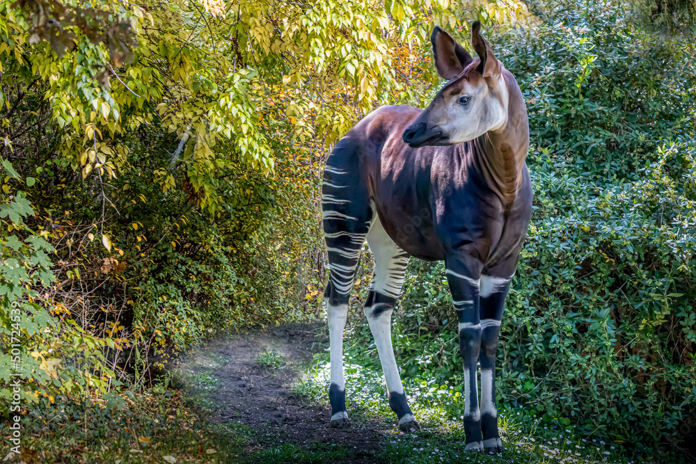 Wall mural an opkapi standing on a path in the forest