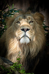 portrait of a male line hiding in the shadows