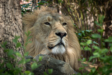 portrait of a lion laying in the forest