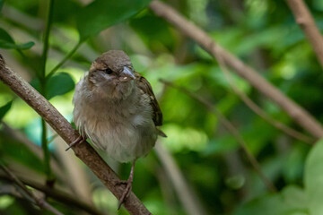 a small house sparrow sitting in the bushes