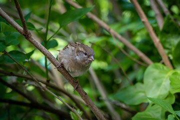 a small house sparrow perched in the bushes