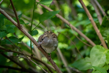 a small house sparrow sitting in the bushes