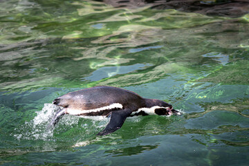 a pinguine jumping out of the water while swimming