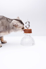 Gray domestic scottish fold cat celebrates birthday and eats food in the room on a white background