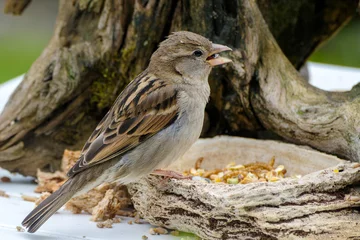 Fototapeten Huismus - House Sparrow © Holland-PhotostockNL