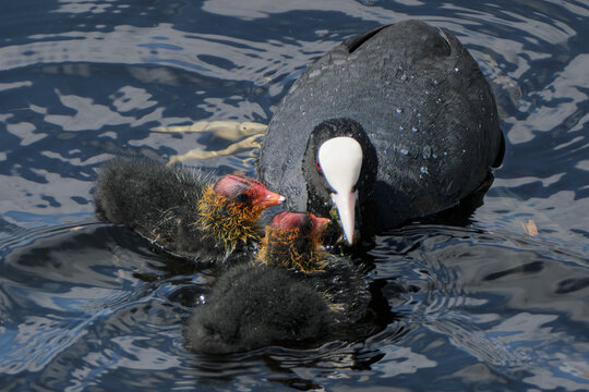 Meerkoet - Coot