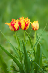 Three yellow and red fringed tulip flowers on blurred green background, with selective focus. Party...