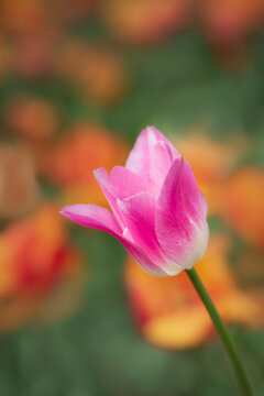 Pink and white tulip flowers on blurred colored background, with selective focus. Image rotated to an angle
