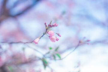 桜の蕾