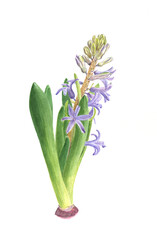 Watercolor hyacinthus flower. Hand drawn blue blossom of hyacinth. Botanical illustration.