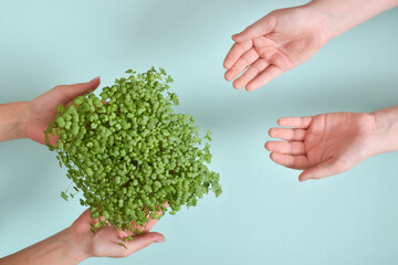 The hands of people transmitting the micro-greens of arugula on a light blue background with space...