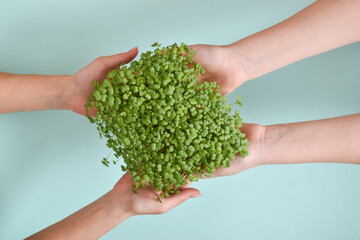 Naklejka na ściany i meble The hands of people transmitting the micro-greens of arugula on a light blue background with space for text. Delivery of healthy food. Diet, vegetarianism