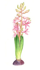 Watercolor illustration with green watercolor hyacinth. Artwork of blooming pink hyacinth flower. Watercolor drawing.