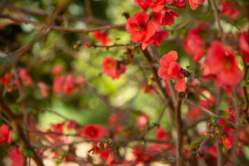 Obraz na płótnie Canvas Beautiful red flowers of Japanese quince against the background of а foliage in a blurry focus in the garden. The background of a flowering shrub with red flowers.