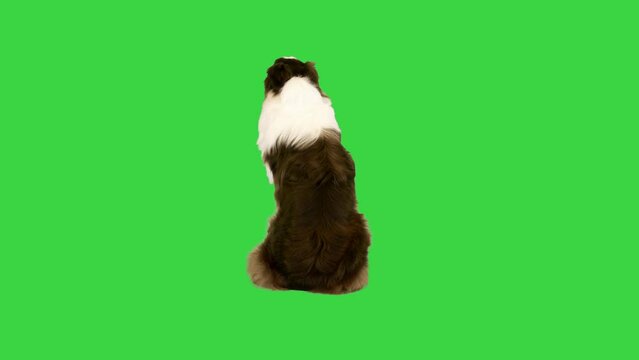 Australian Shepherd dog sitting and turning his head on a Green Screen, Chroma Key.