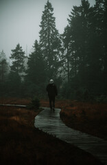 Fototapeta premium Düster wald