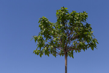crown of japanese cherry tree against blue sky