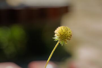 Fiore spontaneo di Craspedia globosa