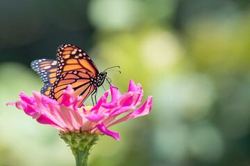 Orange monarch butterfly on a zinnia flower
