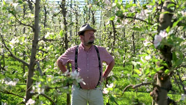 &auml;lterer Mann mit Hut und Bart, Bauer, steht zufrieden im Garten mit Bl&uuml;ten an Apfelb&auml;umen einer Obstbaumplantage. 

