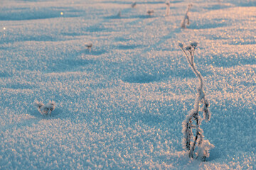  Frozen grass standing in snow during sunset in the winter, natural background