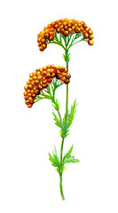 Meadow plants. A branch of green herbs with flowers. Summer field. Hand drawn watercolor illustration isolated on white background.