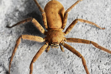 wolf spider isolated on white
