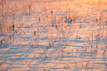 Snow texture with grass in the frost. Winter landscape background.