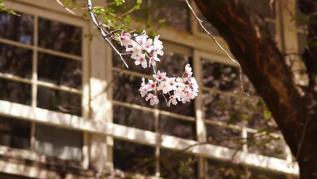 桜と廃校の木造校舎　阿蘇