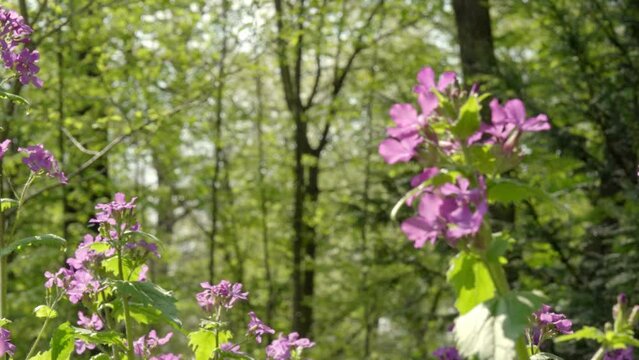 Einjährige Silberblatt - Kreuzblütengewächs: Die beliebte Zierpflanze, bezaubert in Parks und Gärten mit purpur-violetten Blütenpracht im Frühjahr. Dient Insekten, Schmetterlingen als Nahrungsquelle.