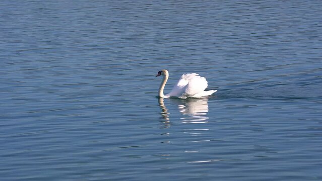 Graceful white swan swimming on Lake Zürich on a sunny spring day at City of Rapperswil-Jona. Movie shot April 28th, 2022, Rapperswil-Jona, Switzerland.