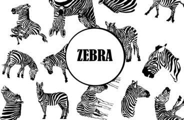 pattern zebra with text in the middle, stylish cover for for fabric, postcards, wallpapers,graphical vector illustration