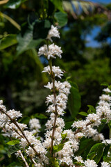 Coffee tree branch with green leaves and white flowers in a sunny day, Chiriqui highlands, Panama, Central America