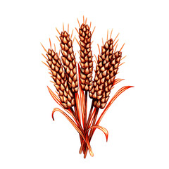 Ears of wheat. Cereal ear. Agricultural harvest of grain crops. Spikelets of wheat, barley, rice. Hand drawn watercolor colored pencils illustration isolated on white background.