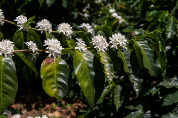 Coffee tree branch with green leaves and white flowers in a sunny day, Chiriqui highlands, Panama, Central America
