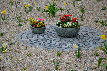 Fototapeta na wymiar flower beds an street with cobbled sidewalks stone cobblestone mosaic. spring bulbs bloom in front of perennials in a gravel bed. round pots with blooming yellow and red flowerpots
