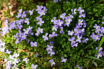 Obraz na płótnie Canvas Blooming blue Aubrieta in spring in the garden