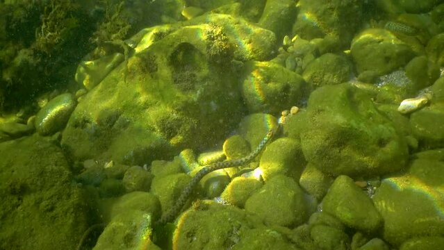 The dice snake (Natrix tessellata), a water snake preys on small fish on the seabed in the Black Sea