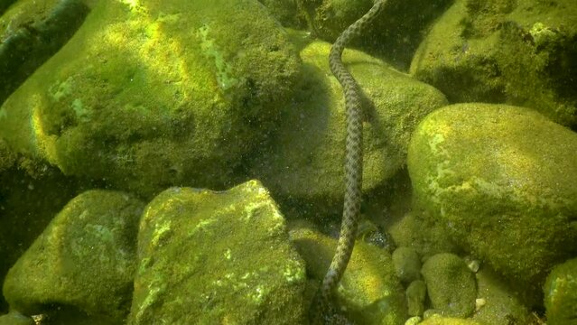 The dice snake (Natrix tessellata), a water snake preys on small fish on the seabed in the Black Sea
