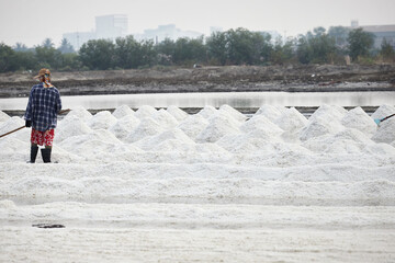 Agriculture using wooden rake for harvesting dried salt at salt pan


