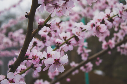 flowering peach tree