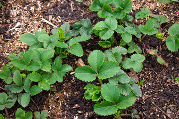 green strawberry bushes, growing strawberries